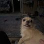 Photo of Robinson's Rescue Spay and Neuter