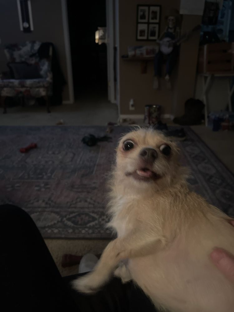 Robinson's Rescue Spay and Neuter - social services organization in Shreveport, LA