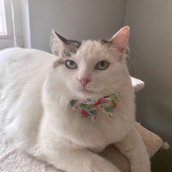 Tiny Lion Grooming - Pet Groomers Near Me Tiny Lion Grooming - Pet Groomers Near Me