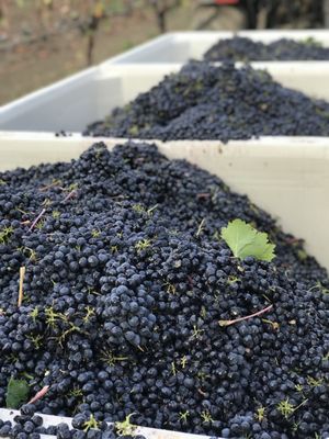 Suisun Creek Winery by null