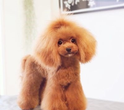 We love our fur babies! - Call and book today! Let's get our fur babies ready for the holidays! We love our fur babies! - Call and book today! Let's get our fur babies ready for the holidays!