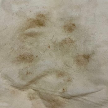 Top Grooming - This is what the wipe looked like after I cleaned his ears at home. - Pet Groomers Near Me - Gardena, California Top Grooming - This is what the wipe looked like after I cleaned his ears at home. - Pet Groomers Near Me - Gardena, California