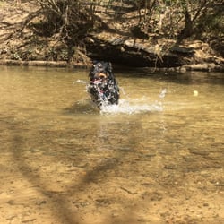 Loch Haven Dog Park - Our Aussie enjoying the creek