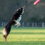 Photo of Tri Canine Campus