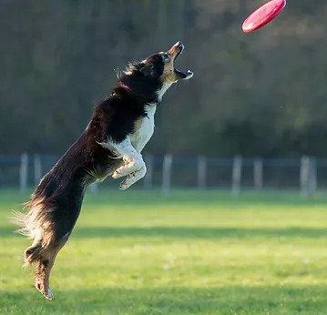 Tri Canine Campus - pet boarding facility in Village Of Clarkston, MI