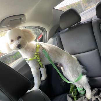 Fluffy Puppy - Charlie enjoying his new haircut! - Pet Groomers Near Me - Pasadena, California Fluffy Puppy - Charlie enjoying his new haircut! - Pet Groomers Near Me - Pasadena, California