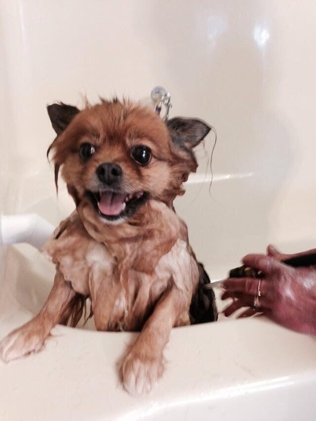 THE GROOM SHOP Updated May 2024 1515 Redwood Ave, Grants Pass