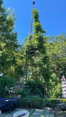 Mattebella Vineyards by null