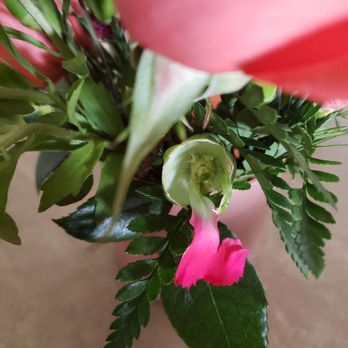 Gainesville Floral Exchange - Empty flower stem - Florists Near Me - Gainesville, Florida