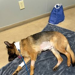 Youngsville Animal Hospital