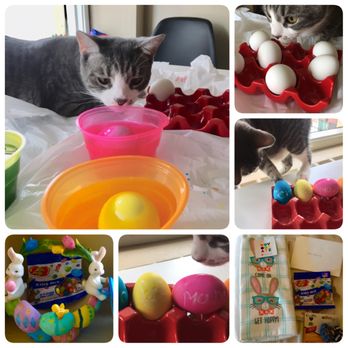 PAWS Chicago Adoption Center - Easter 2019 - Animal Shelters Near Me - Chicago, Illinois PAWS Chicago Adoption Center - Easter 2019 - Animal Shelters Near Me - Chicago, Illinois