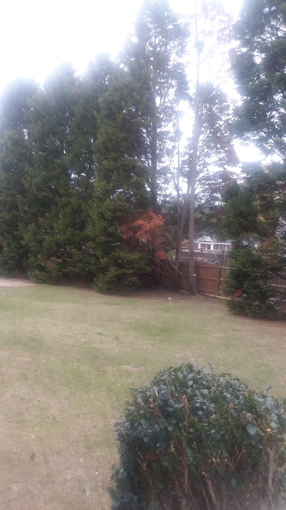 Affordable Carolina Tree Service - tree service in Gaston, SC