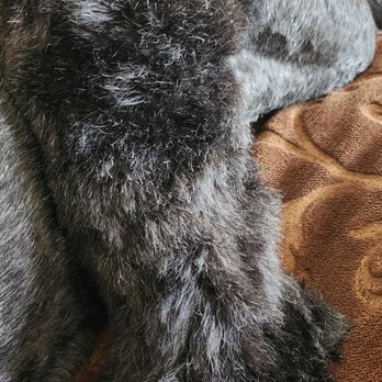 Nikki's Pet Spa - I all 4 legs looked this bad. - Pet Groomers Near Me - Norco, California