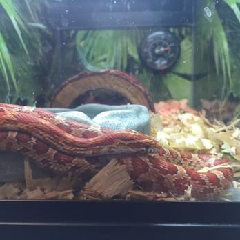 PetSmart - Their "fancy" corn snake. It's a bit big for a pet store, but needs love just the same. - Pet Training Near Me - Chicopee, Massachusetts
