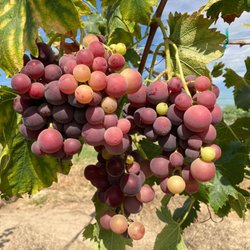 Khm Produce