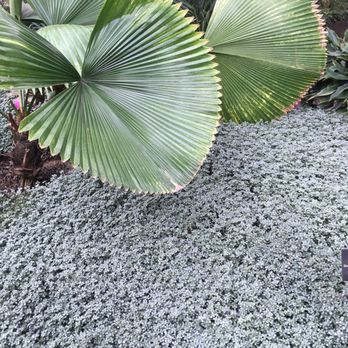 Garfield Park Conservatory - Parks Near Me - Chicago, Illinois