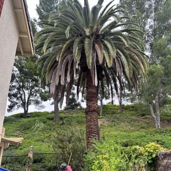 Padilla Tree Service - Tree Services Near Me