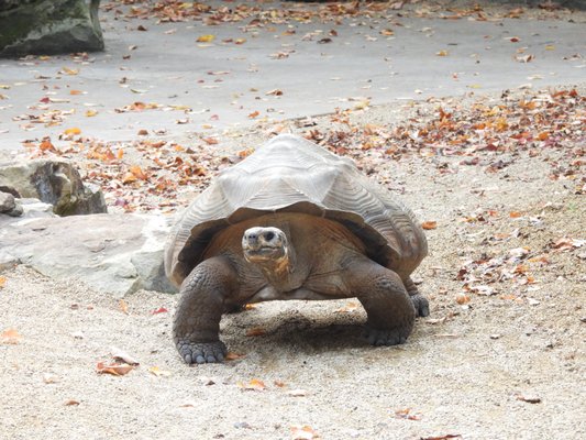 Cincinnati Zoo & Botanical Garden by null