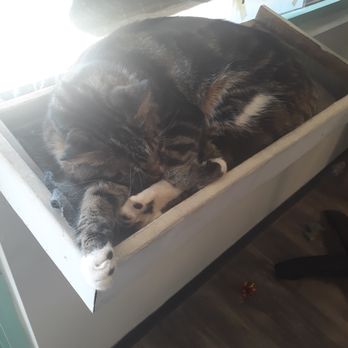 Mochas And Meows - Pet Adoption Near Me - Branson, Missouri