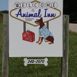 Animal Inn - untitled