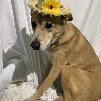 Pooch's Pet Lodge - Spring hat fun - Pet Sitting Near Me - Bradenton, Florida Pooch's Pet Lodge - Spring hat fun - Pet Sitting Near Me - Bradenton, Florida