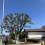 L&P Tree Service