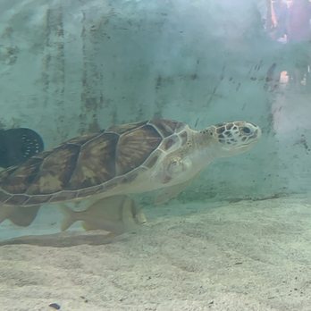 Sea Turtle - Aquariums Near Me - South Padre Island, Texas Sea Turtle - Aquariums Near Me - South Padre Island, Texas