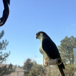 Exotic Birds of Denver