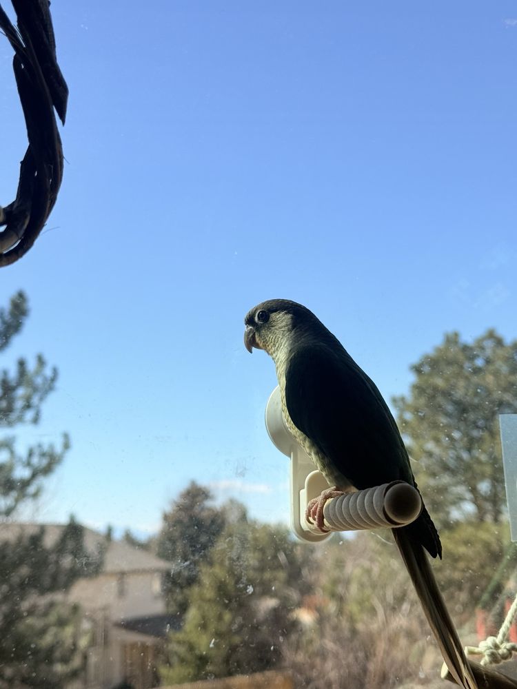 Exotic Birds of Denver Image