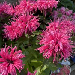 English Gardens - Bee balm