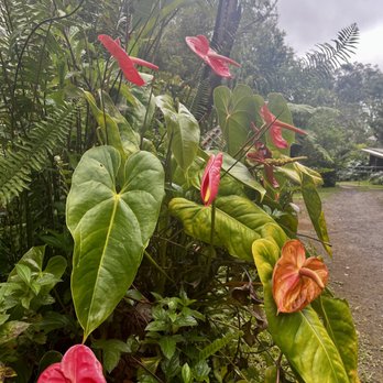 Hamakua Sanctuary - Health Retreats Near Me - Honokaa, Hawaii