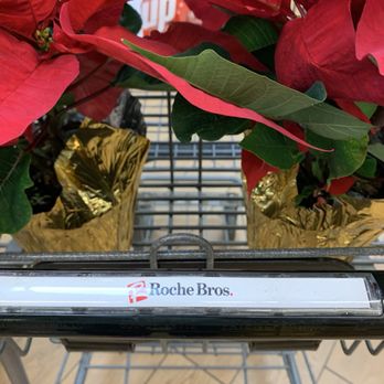 Roche Bros. - Wellesley - Best selection of pointsetta plants - Grocery Near Me - Wellesley, Massachusetts Roche Bros. - Wellesley - Best selection of pointsetta plants - Grocery Near Me - Wellesley, Massachusetts