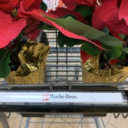 Roche Bros. - Wellesley - Best selection of pointsetta plants