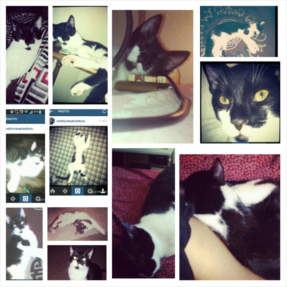 VCA Valley Oak Veterinary Center - A collage of my cat. - Veterinarians Near Me - Chico, California VCA Valley Oak Veterinary Center - A collage of my cat. - Veterinarians Near Me - Chico, California