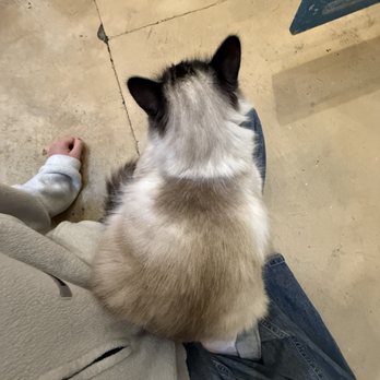 KitTea - Pet Adoption Near Me - San Francisco, California