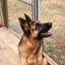 European German Shepherd Dogs - Xandra @ 15 months