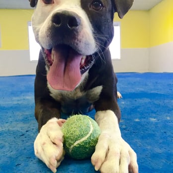 DogServices - Taking a break from fetch - Pet Groomers Near Me - Richmond, Virginia