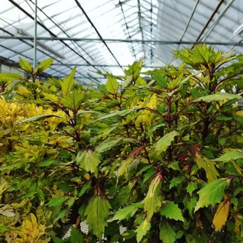 Uncle John's Plant Farm - Greenhouse coleus - Nurseries & Gardening Near Me - Olmsted Falls, Ohio Uncle John's Plant Farm - Greenhouse coleus - Nurseries & Gardening Near Me - Olmsted Falls, Ohio