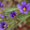 Doak Creek Native Plant Nursery gift card