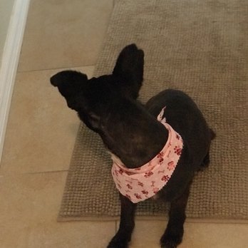 Mr Dog Mobile Grooming - Pet Groomers Near Me Mr Dog Mobile Grooming - Pet Groomers Near Me