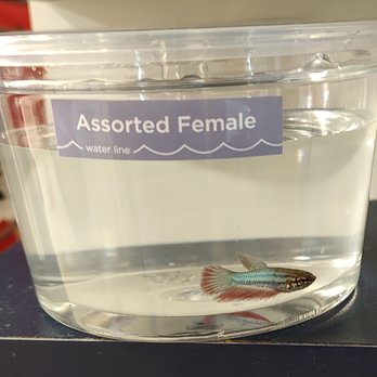 Petco - If I had space for a second Betta tank, this young female would have gone home with me! Alert and healthy - Pet Stores Near Me - Leominster, Massachusetts Petco - If I had space for a second Betta tank, this young female would have gone home with me! Alert and healthy - Pet Stores Near Me - Leominster, Massachusetts