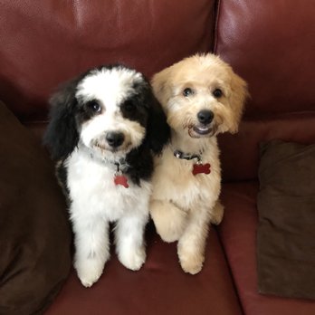 Trim and Proper Grooming Parlor - After...Finely quaffed and ready for  sight out on the town...all smiles! - Pet Groomers Near Me - Santa Rosa, California