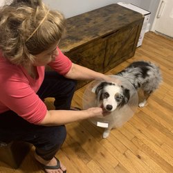 Humane Society of New York
