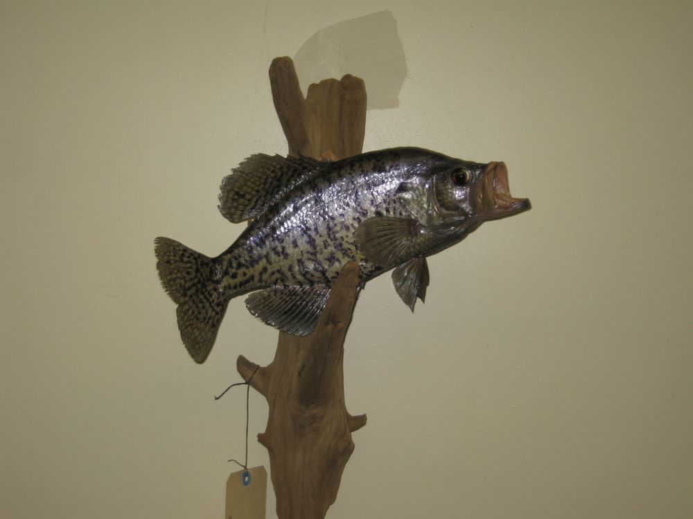 Trophy Lodge Taxidermy - taxidermy in Bloomington, IN