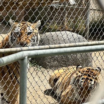 Lions Tigers & Bears - Tigers - Community Service/Non-Profit Near Me - Alpine, California