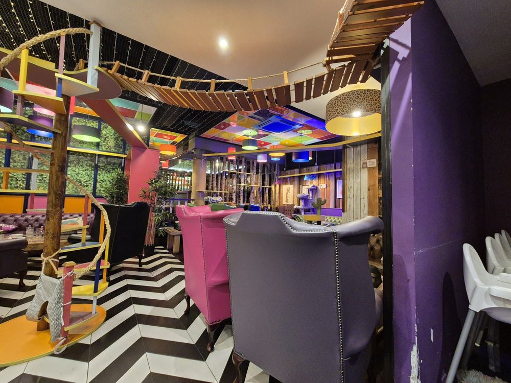 Kitty Café