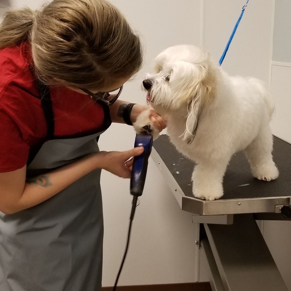 CAMP BOW WOW SUGAR LAND 52 Photos & 11 Reviews Pet Groomers 744