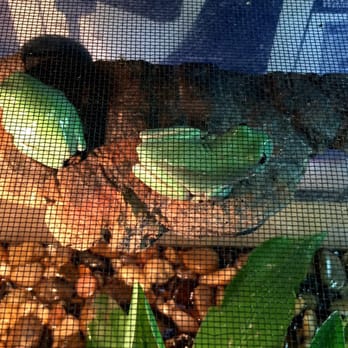 Sensational Pets - Frogs - Pet Stores Near Me - Santa Barbara, California Sensational Pets - Frogs - Pet Stores Near Me - Santa Barbara, California