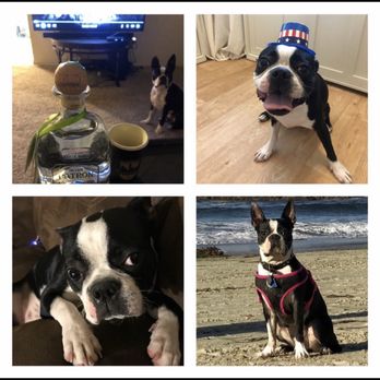 Rogue K9 Academy - Pet Training Near Me Rogue K9 Academy - Pet Training Near Me