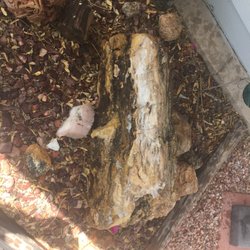Art From God Rock Shop - This has been in my family for approx 100 years. I am not moving it again. Bill Stone 405 990 1691 in BHC